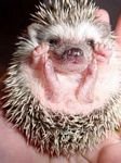 pic for baby hedgehog
